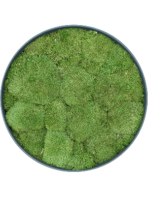 Refined Pine Green 100% Ball moss (⌀50)