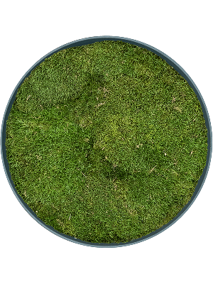 Refined Pine Green 100% Flat moss (⌀50)