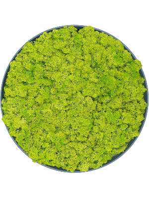 Refined Pine Green 100% Reindeer moss (Spring green) (⌀50)