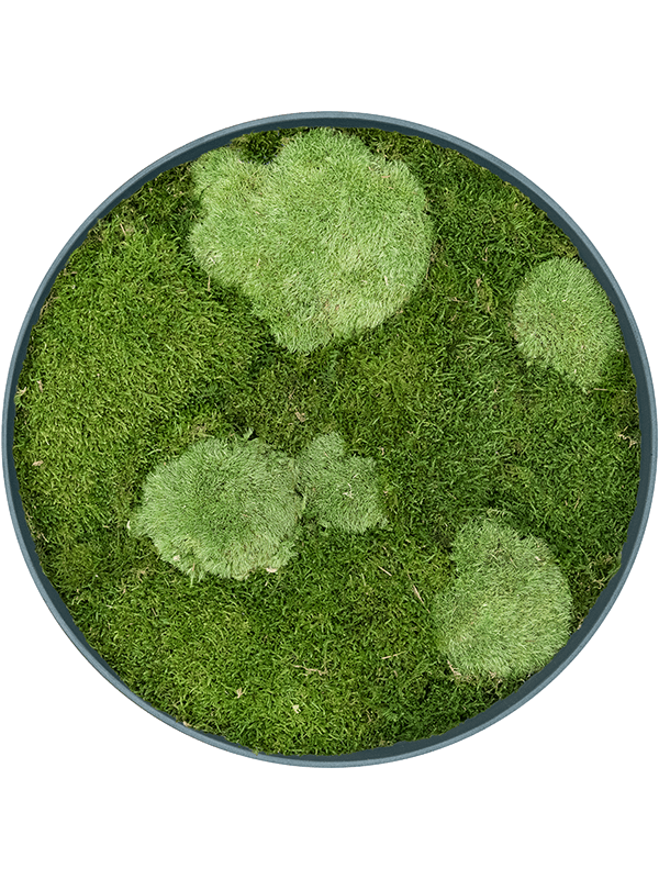 Refined Pine Green 30% Ball- and 70% Flat moss (⌀50)