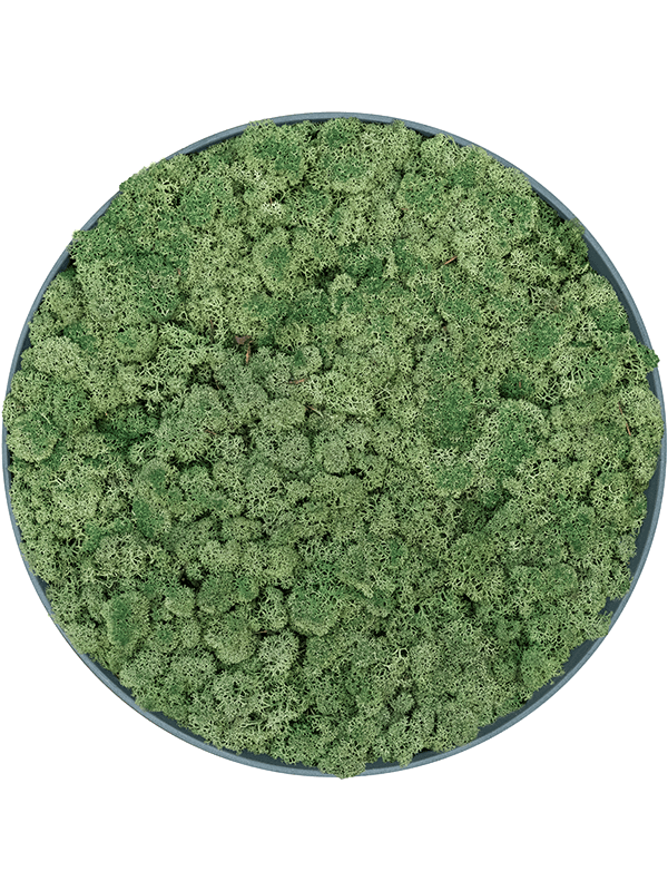 Refined Pine Green 100% Reindeer moss (Moss green) (⌀50)