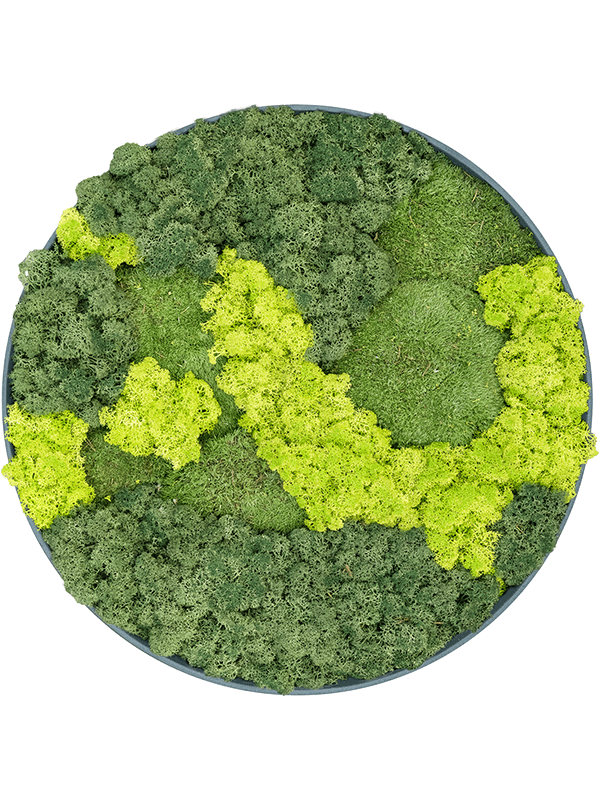 Refined Pine Green 30% Ball moss 70% Reindeer moss (Mix) (⌀50)