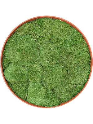 Refined Canyon Orange 100% Ball moss (⌀50)