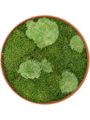 Refined Canyon Orange 30% Ball- and 70% Flat moss (⌀50)