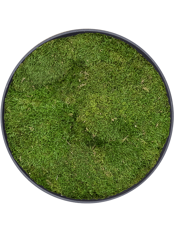 Refined Volcano Black 100% Flat moss (⌀50)
