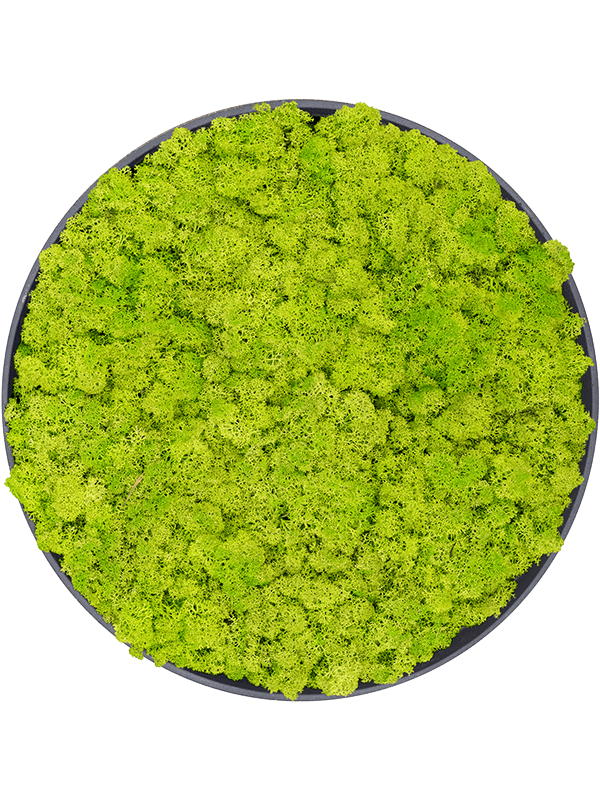 Refined Volcano Black 100% Reindeer moss (Spring green) (⌀50)