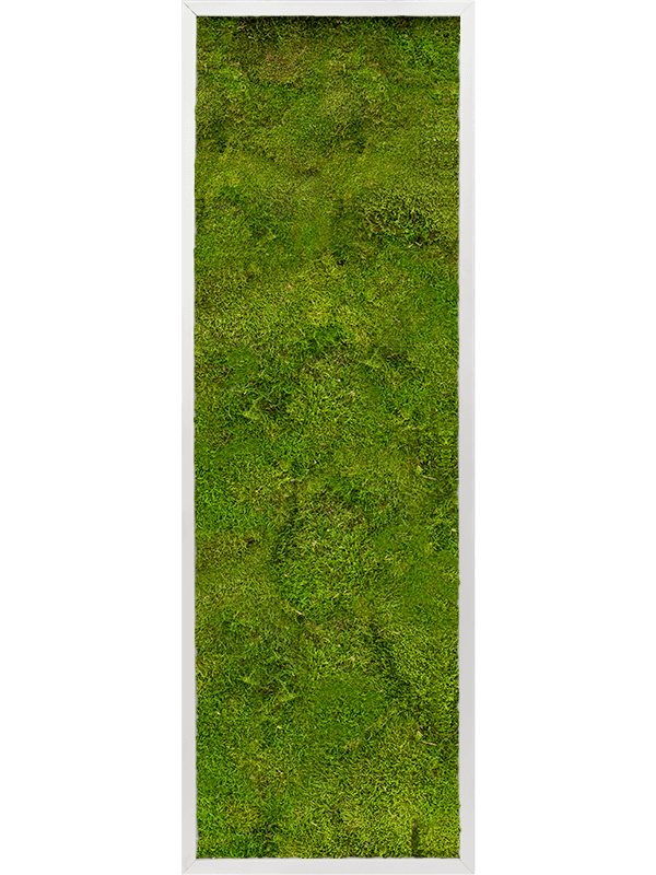 Aluminum 100% Flat moss (↔120 cm ↕40 cm)