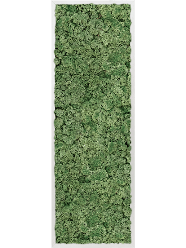 Aluminum 100% Reindeer moss (Moss green) (↔120 cm ↕40 cm)