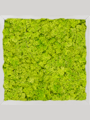 Aluminum 100% Reindeer moss (Spring green) (↔40 cm ↕40 cm)