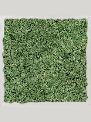 Aluminum 100% Reindeer moss (Moss green) (↔40 cm ↕40 cm)