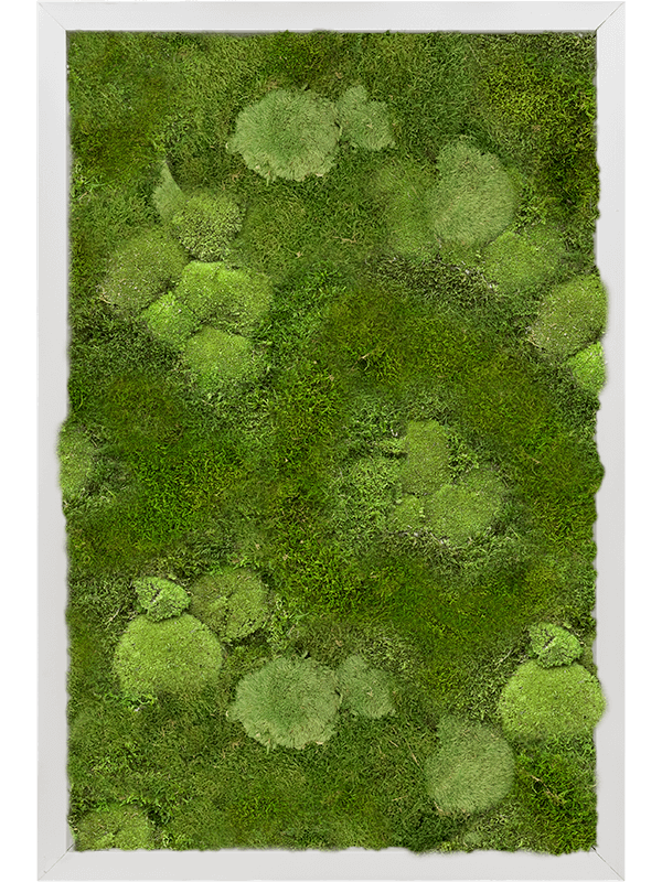 Aluminum 30% Ball- and 70% Flat moss (↔60 cm ↕40 cm)