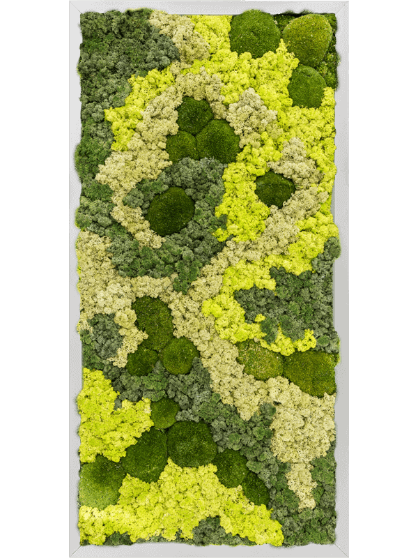 Aluminum 30% Ball moss 70% Reindeer moss (Mix) (↔80 cm ↕40 cm)