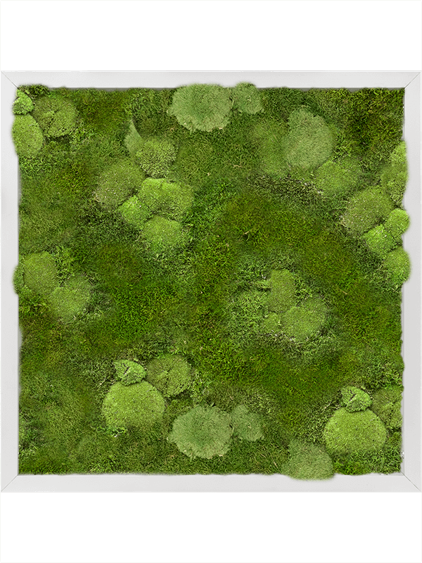 Aluminum 30% Ball- and 70% Flat moss (↔50 cm ↕50 cm)