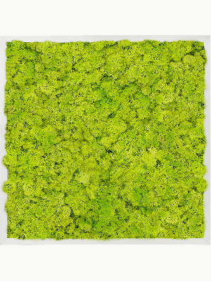 Aluminum 100% Reindeer moss (Spring green) (↔60 cm ↕60 cm)