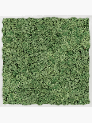 Aluminum 100% Reindeer moss (Moss green) (↔60 cm ↕60 cm)