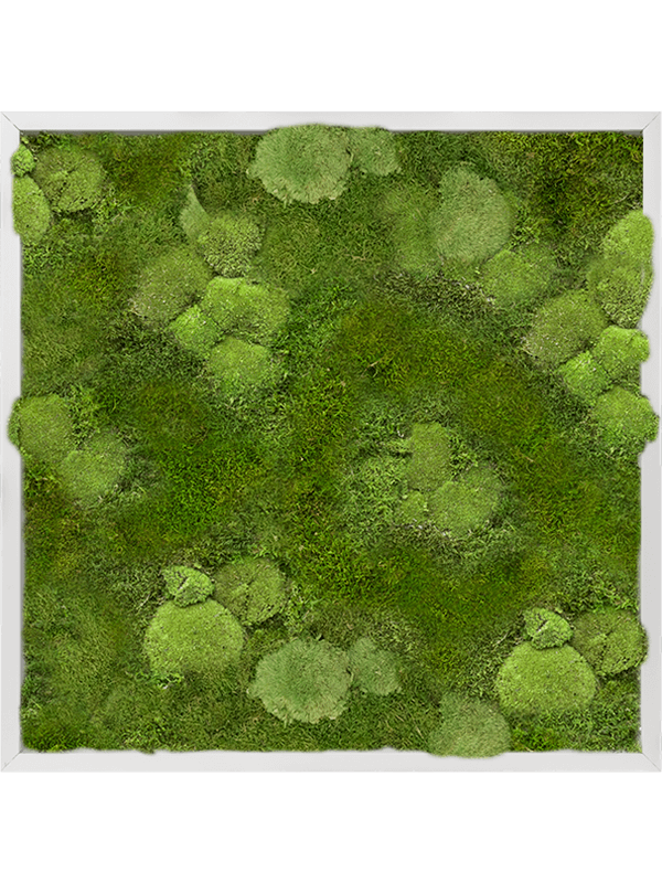 Aluminum 30% Ball- and 70% Flat moss (↔70 cm ↕70 cm)