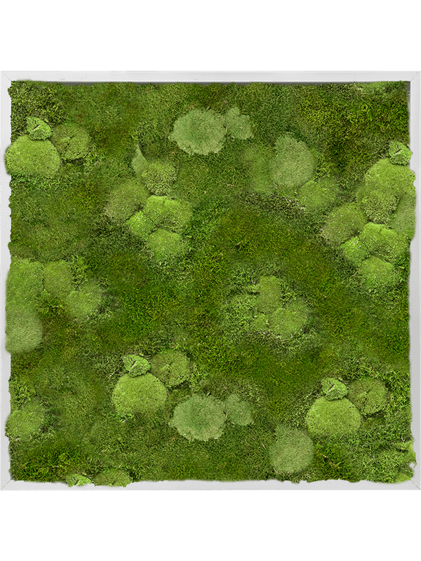 Aluminum 30% Ball- and 70% Flat moss (↔80 cm ↕80 cm)