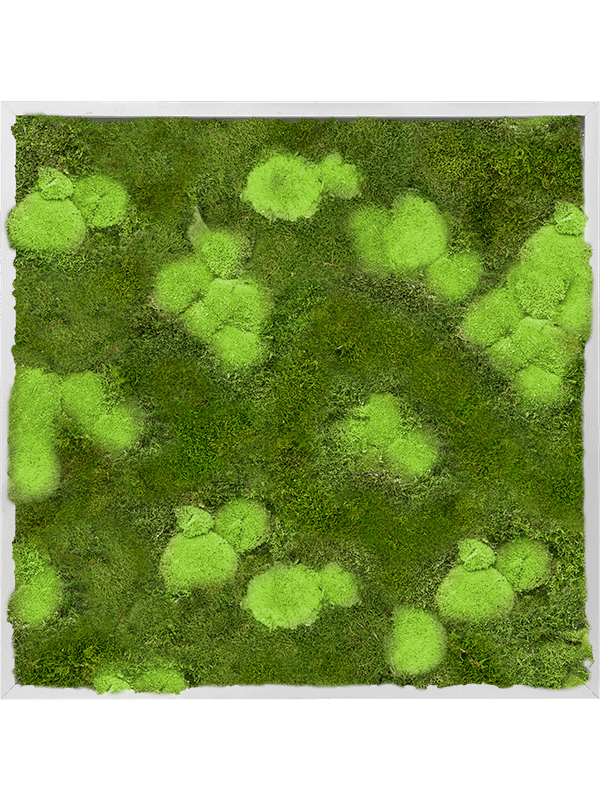 30% Ball- and 70% Flat moss (↔80 ↕80)