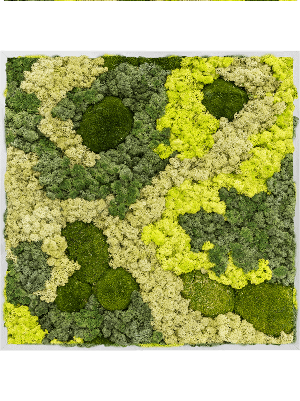 Aluminum 30% Ball moss 70% Reindeer moss (Mix) (↔80 cm ↕80 cm)
