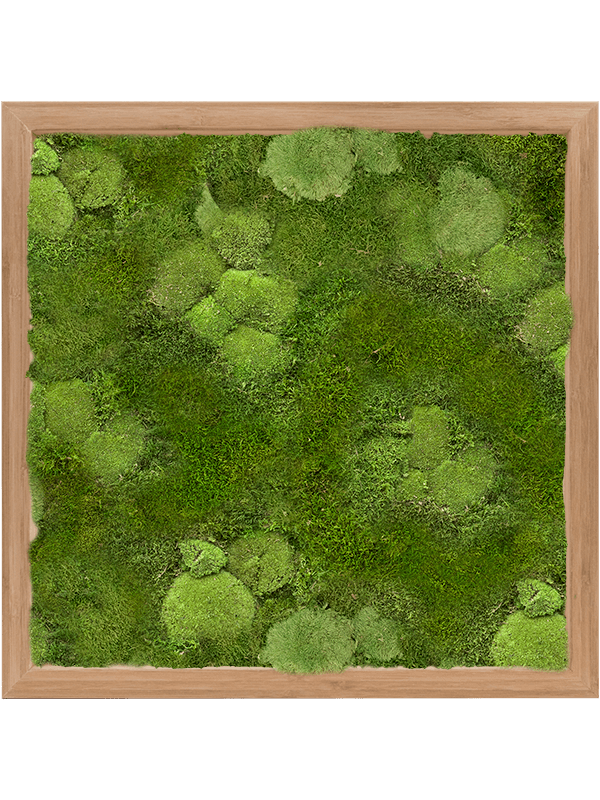 Bamboo 30% Ball- And 70% Flat Moss (↔40 cm ↕40 cm)