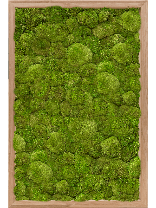 Bamboo 100% Ball Moss (↔60 cm ↕40 cm)