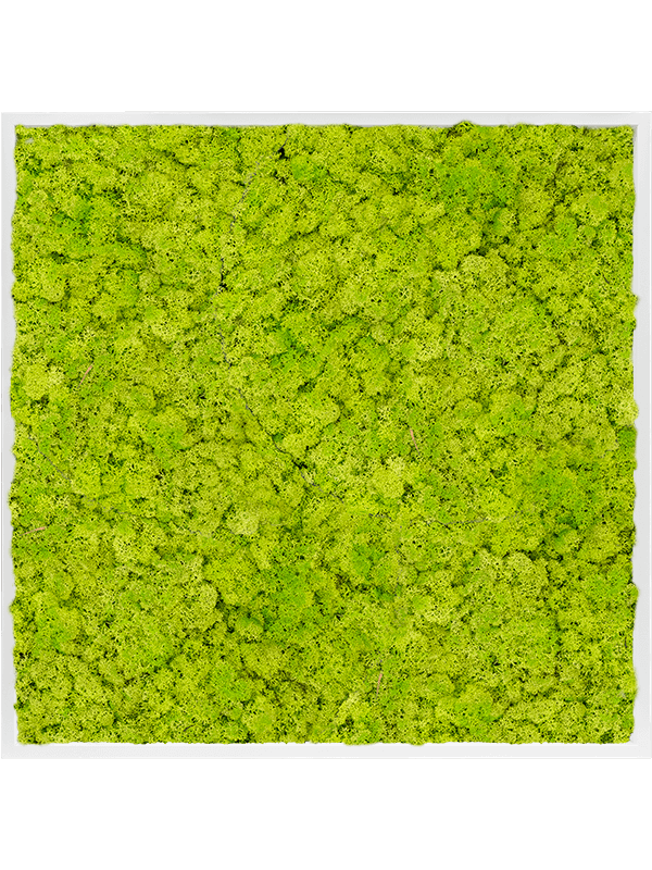 MDF RAL 9010 Satin Gloss 100% Reindeer Moss (Spring green) (↔100 cm ↕100 cm)