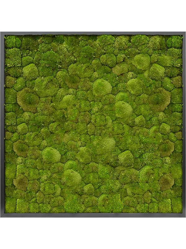 MDF RAL 9005 Satin Gloss 100% Ball moss (↔100 cm ↕100 cm)