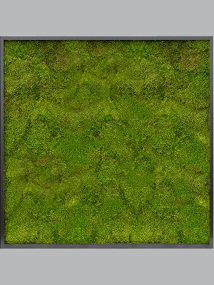 MDF RAL 9005 Satin Gloss 100% Flat moss (↔100 cm ↕100 cm)