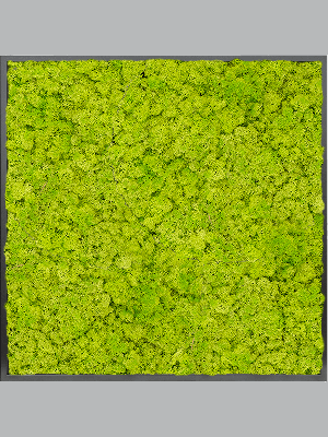 MDF RAL 9005 Satin Gloss 100% Reindeer moss (Spring green) (↔100 cm ↕100 cm)