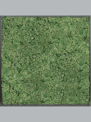 MDF RAL 9005 Satin Gloss 100% Reindeer moss (Moss green) (↔100 cm ↕100 cm)