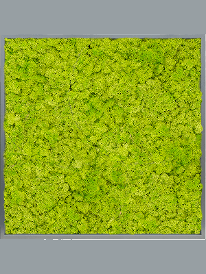 MDF RAL 7016 Satin Gloss 100% Reindeer moss (Spring green) (↔100 cm ↕100 cm)