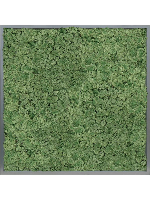 MDF RAL 7016 Satin Gloss 100% Reindeer moss (Moss green) (↔100 cm ↕100 cm)