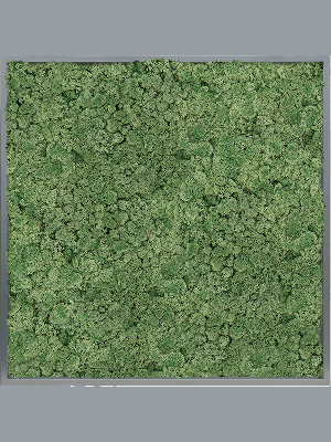 MDF RAL 7016 Satin Gloss 100% Reindeer moss (Moss green) (↔100 cm ↕100 cm)