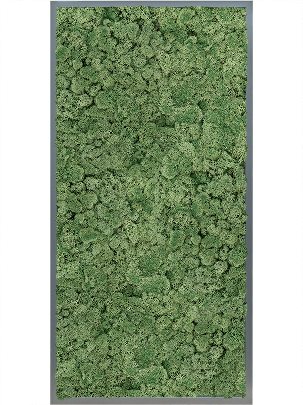 MDF RAL 7016 Satin Gloss 100% Reindeer moss (Moss green) (↔120 cm ↕60 cm)