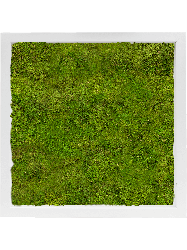 MDF RAL 9010 Satin Gloss 100% Flat Moss (↔40 cm ↕40 cm)