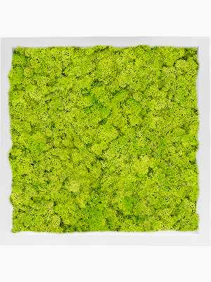 MDF RAL 9010 Satin Gloss 100% Reindeer Moss (Spring green) (↔40 cm ↕40 cm)
