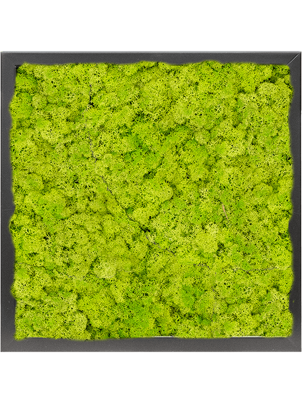 MDF RAL 9005 Satin Gloss 100% Reindeer moss (Spring green) (↔40 cm ↕40 cm)
