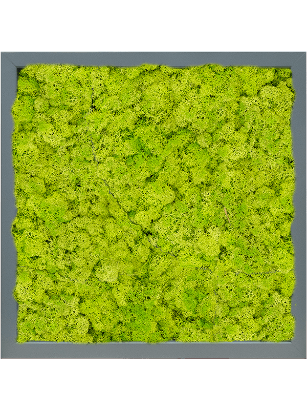 MDF RAL 7016 Satin Gloss 100% Reindeer (Moss spring green) (↔40 cm ↕40 cm)