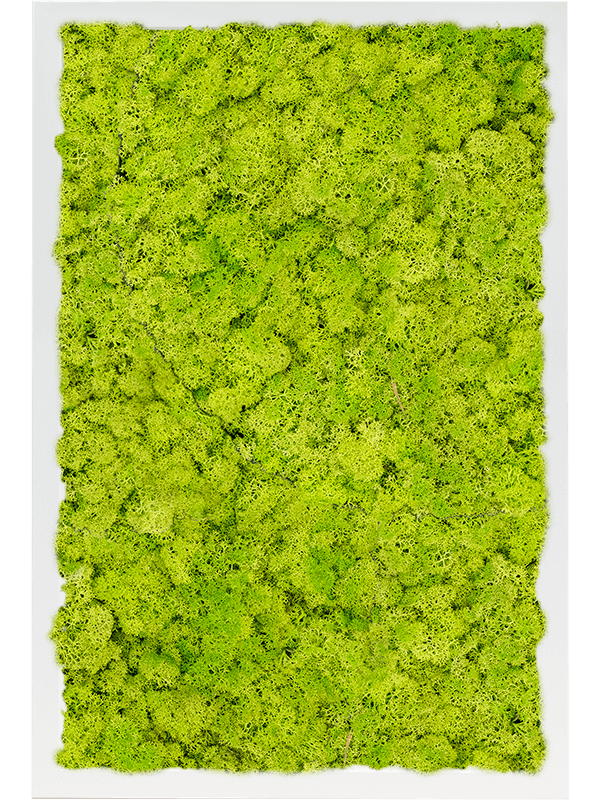 MDF RAL 9010 Satin Gloss 100% Reindeer Moss (Spring green) (↔60 cm ↕40 cm)
