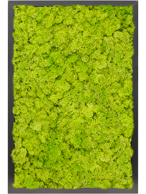 MDF RAL 9005 Satin Gloss 100% Reindeer moss (Spring green) (↔60 cm ↕40 cm)
