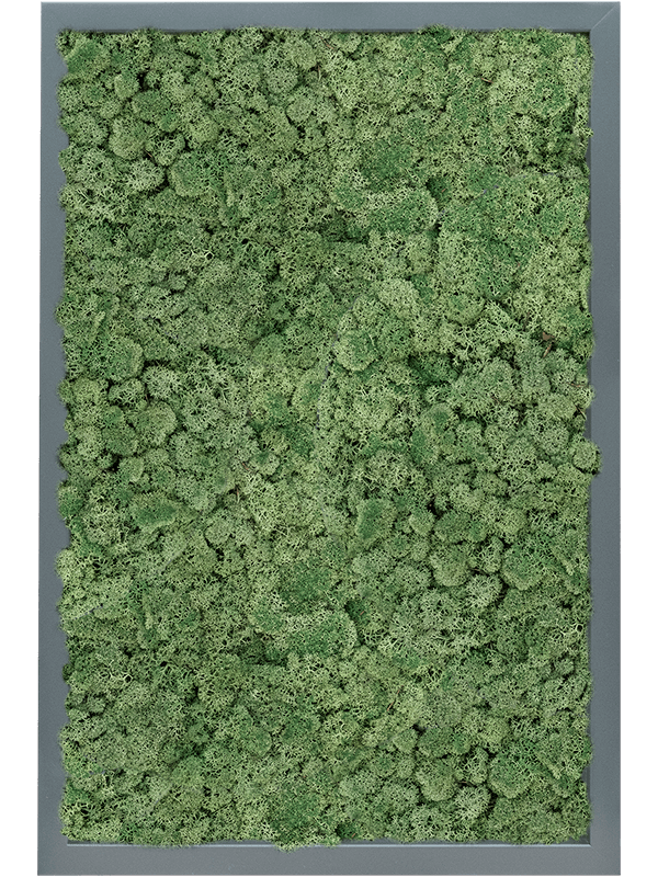 MDF RAL 7016 Satin Gloss 100% Reindeer Moss (Moss green) (↔60 cm ↕40 cm)