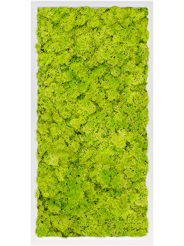 MDF RAL 9010 Satin Gloss 100% Reindeer Moss (Spring green) (↔80 cm ↕40 cm)