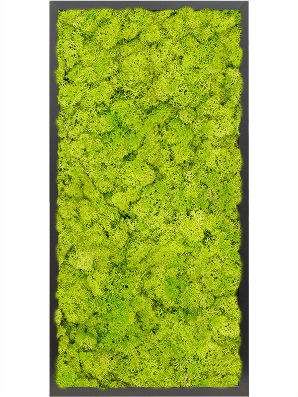 MDF RAL 9005 Satin Gloss 100% Reindeer moss (Spring green) (↔80 cm ↕40 cm)