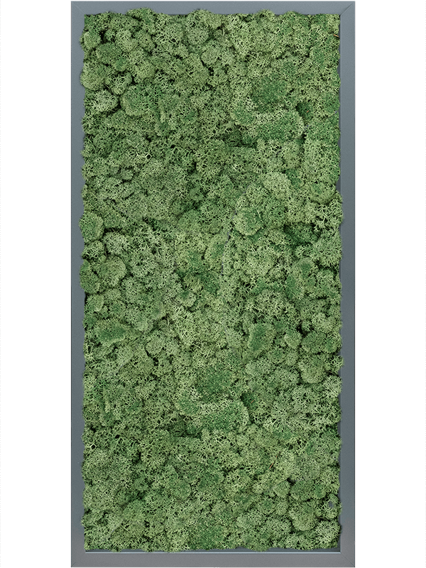 MDF RAL 7016 Satin Gloss 100% Reindeer Moss (Moss green) (↔80 cm ↕40 cm)