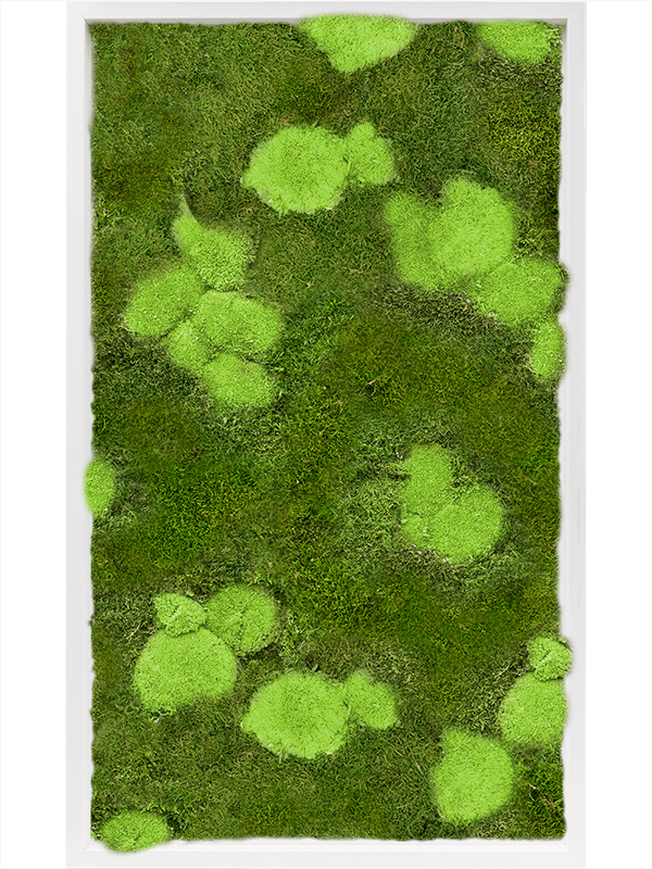 30% Ball- And 70% Flat Moss  (↔60 ↕100)