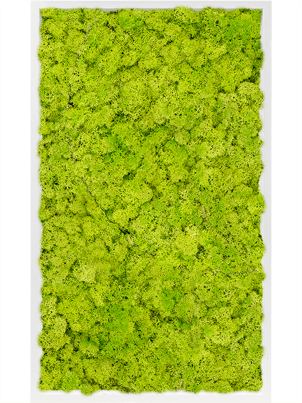 MDF RAL 9010 Satin Gloss 100% Reindeer Moss (Spring green) (↔100 cm ↕60 cm)