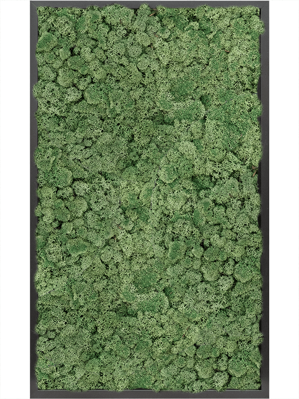 MDF RAL 9005 Satin Gloss 100% Reindeer Moss (Moss green) (↔100 cm ↕60 cm)