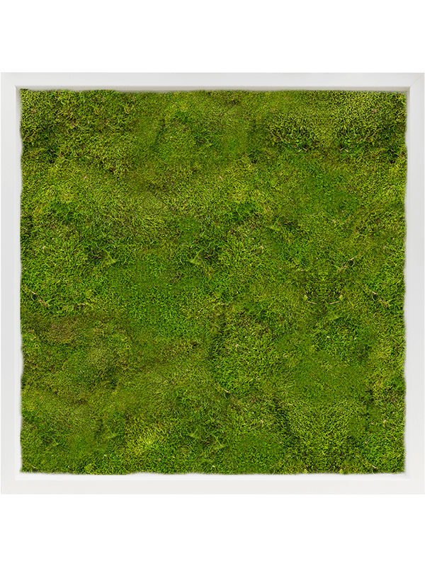 MDF RAL 9010 Satin Gloss 100% Flat Moss (↔60 cm ↕60 cm)