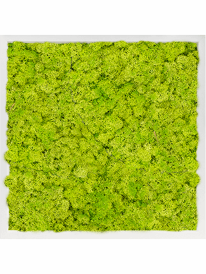 MDF RAL 9010 Satin Gloss 100% Reindeer Moss (Spring green) (↔60 cm ↕60 cm)