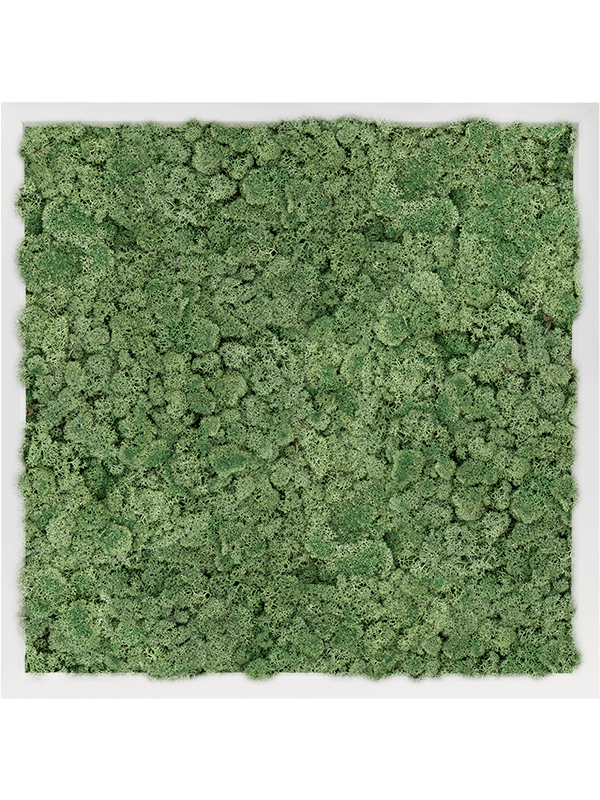 MDF RAL 9010 Satin Gloss 100% Reindeer Moss (Moss green) (↔60 cm ↕60 cm)